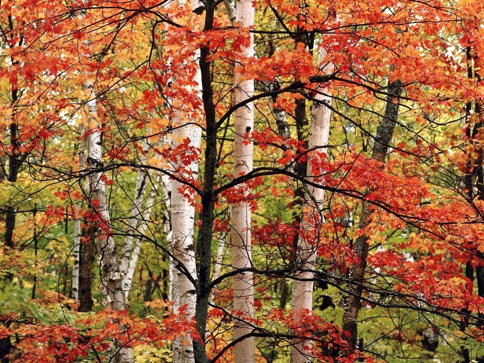 Autumn forest with red leaves