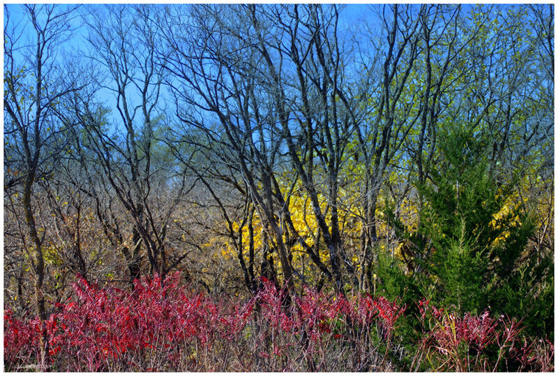 Autumn Forest with Red Shrubs