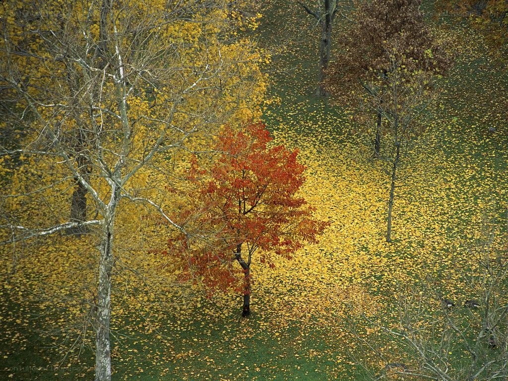 Autumn forest with red tree