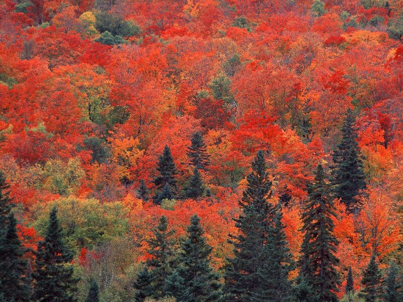 Autumn forest with red trees