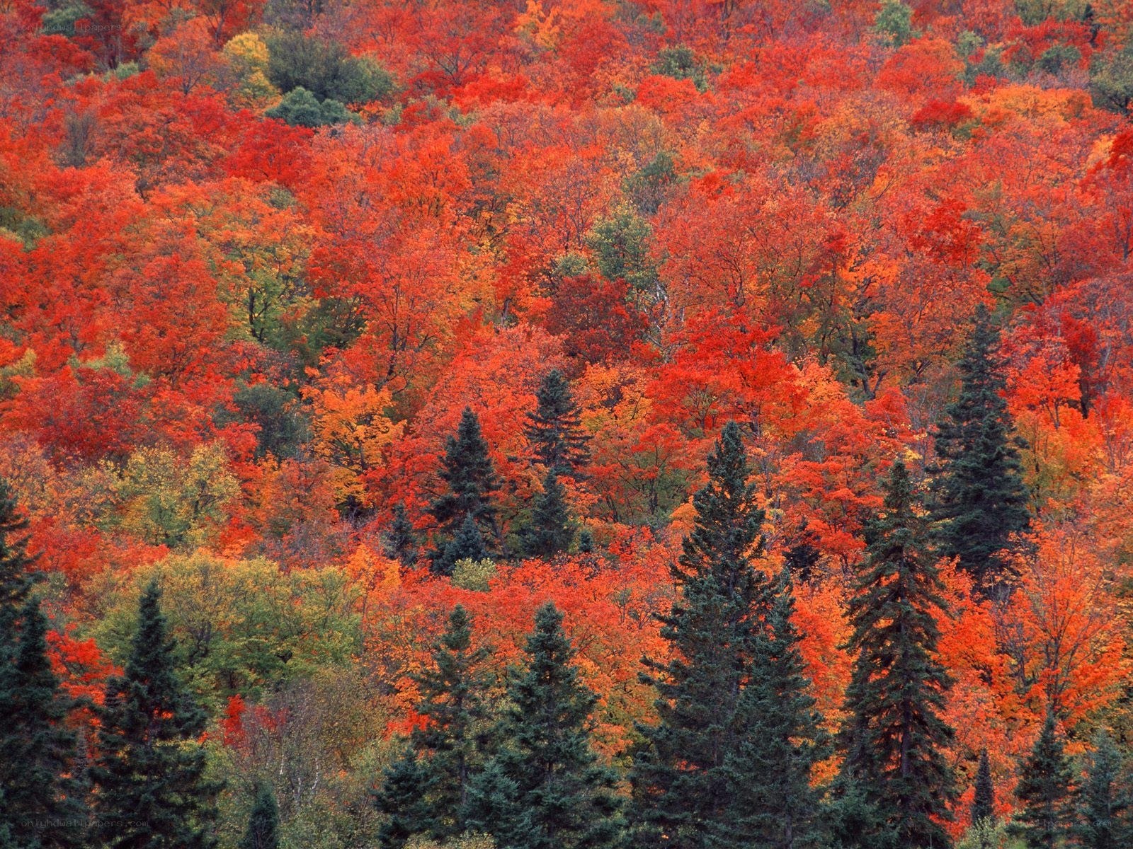 Autumn forest with red trees
