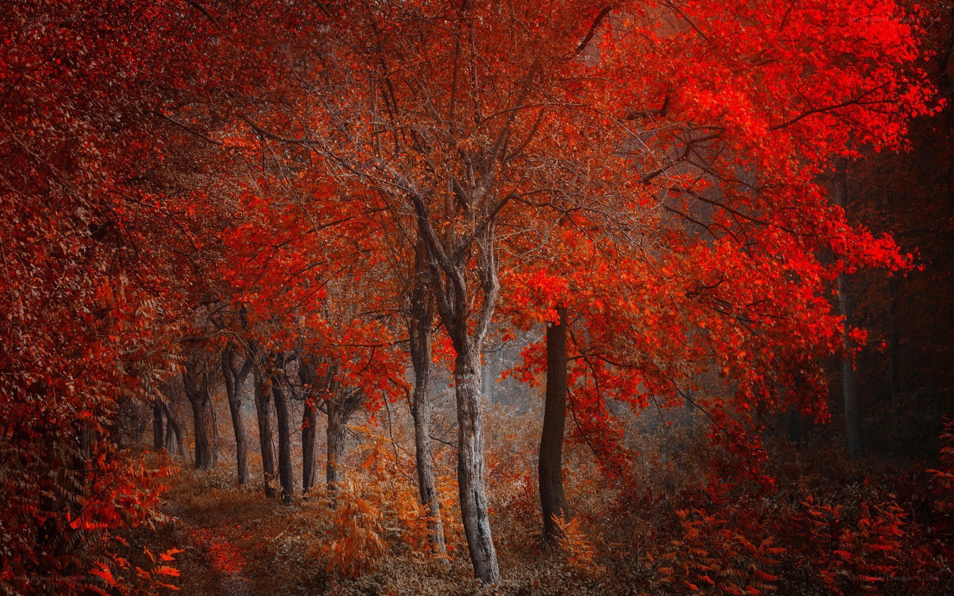Autumn forest with red trees