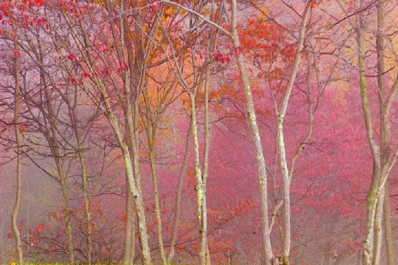 Autumn forest with red trees