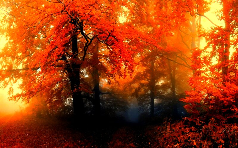 Autumn Forest with Red Trees — Dramatic