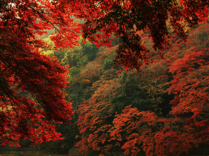 Autumn Forest with Red Trees — Serene, Photograph, Hills