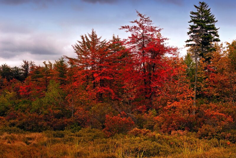 Autumn Forest with Red Trees — Serene, Photograph, Sky