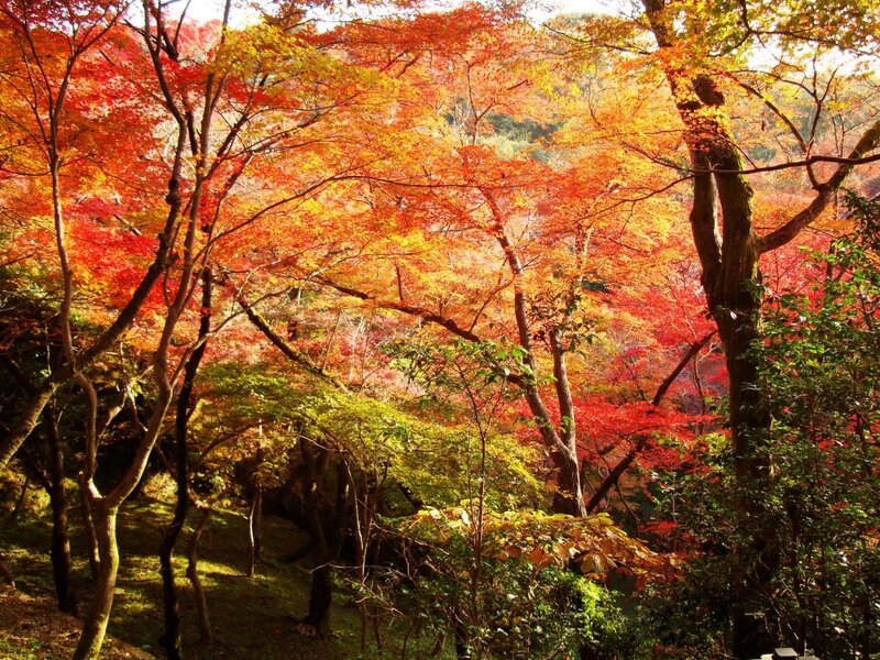 Autumn Forest with Red Trees — Serene, Photograph