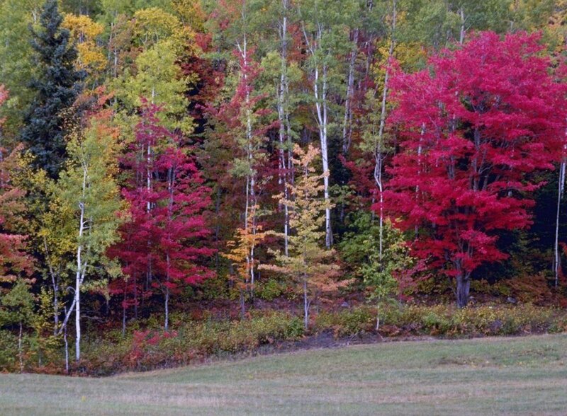 Autumn Forest with Red Trees — Serene