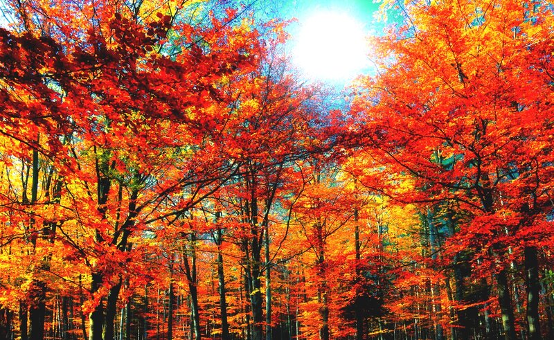Autumn Forest with Red Trees — Vibrant, Photograph