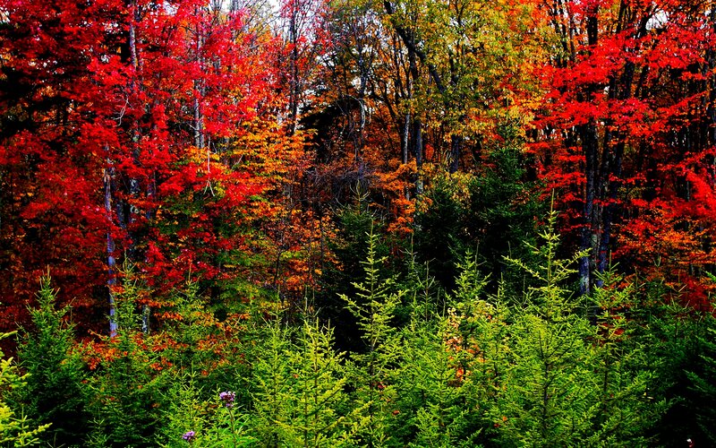 Autumn Forest with Red Trees — Vibrant