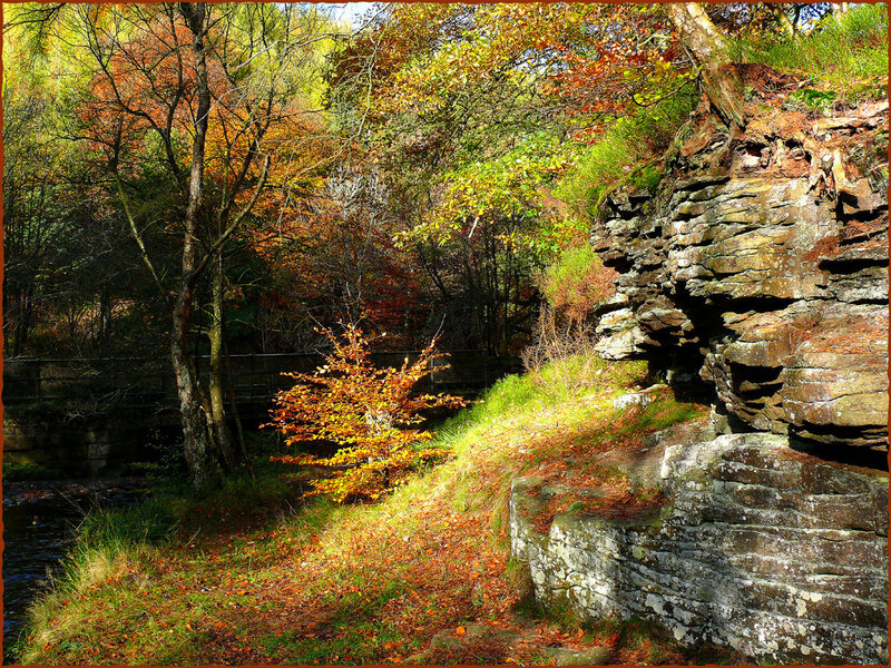 Autumn Forest with River — Orange, Serene, Photograph