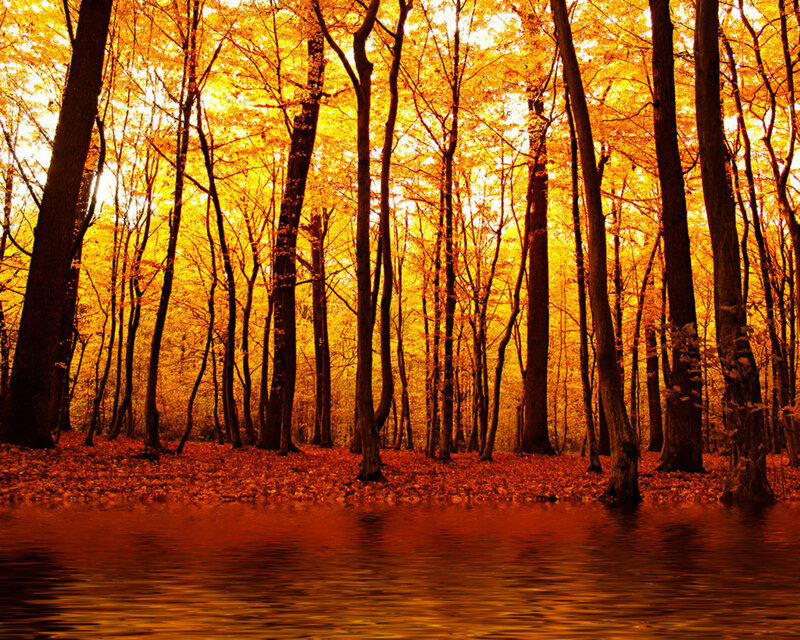 Autumn Forest with River — Orange, Serene