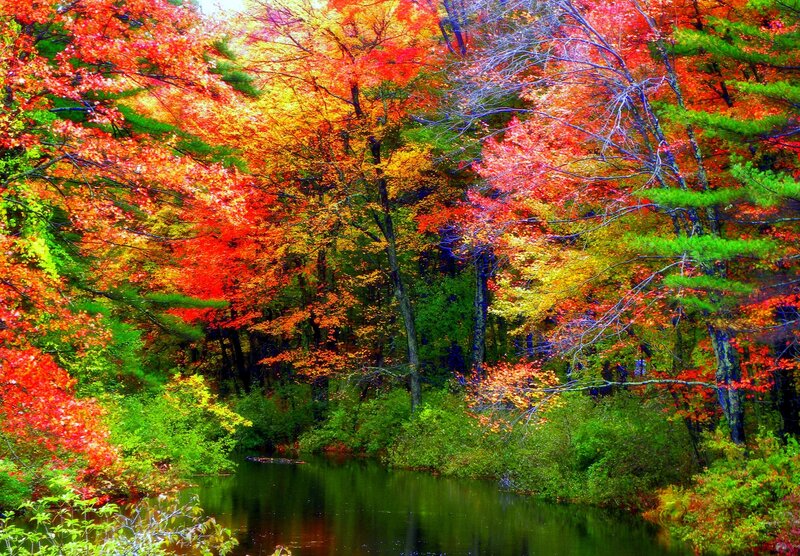 Autumn Forest with River — Red