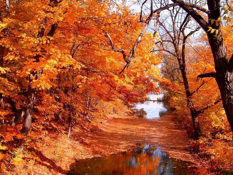 Autumn forest with river
