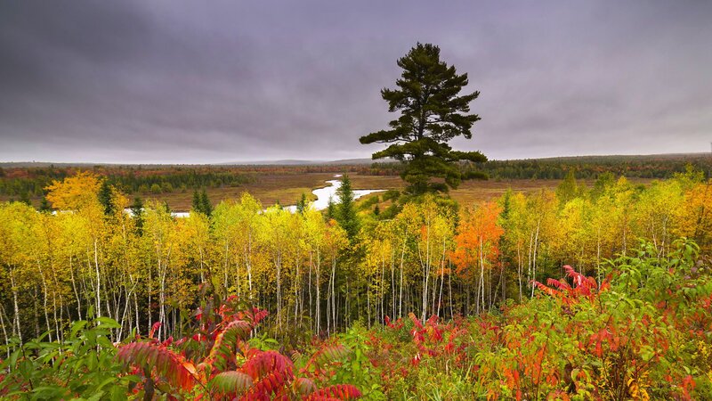Autumn Forest with River — Yellow, Dramatic