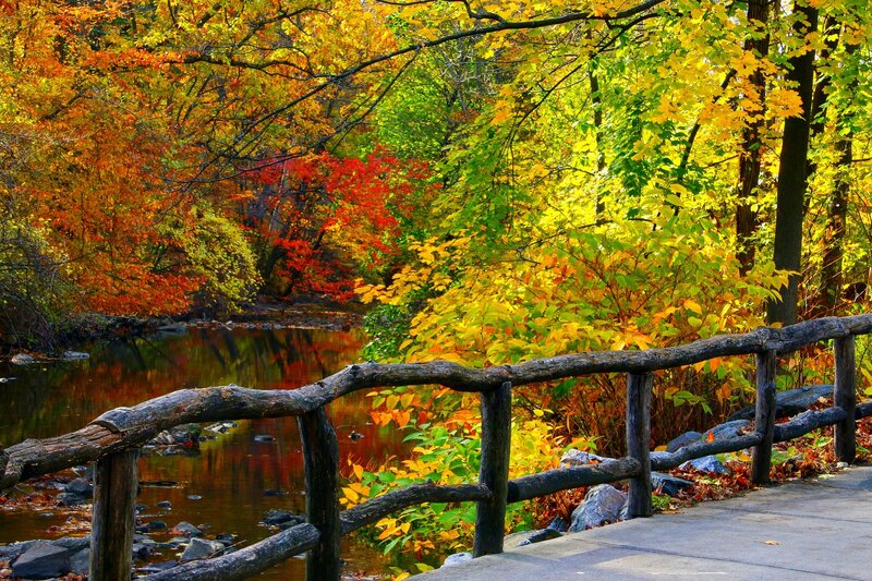 Autumn Forest with River — Yellow, Serene