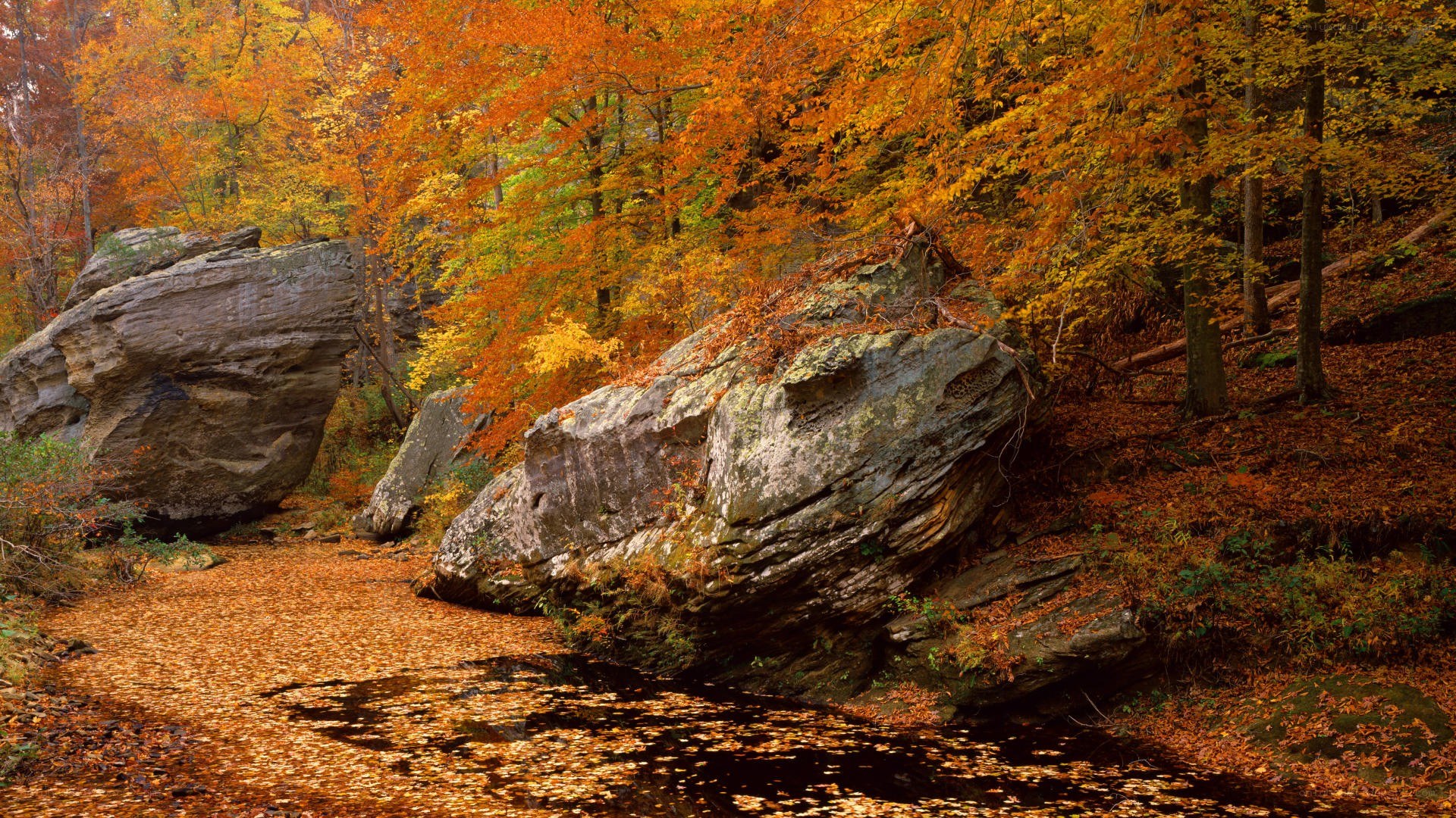 Autumn forest with rocks