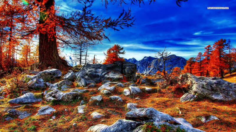 Autumn Forest with Rocks — Blue, Dramatic