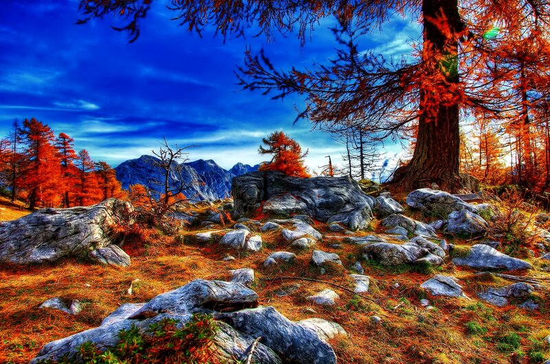 Autumn Forest with Rocks — Blue