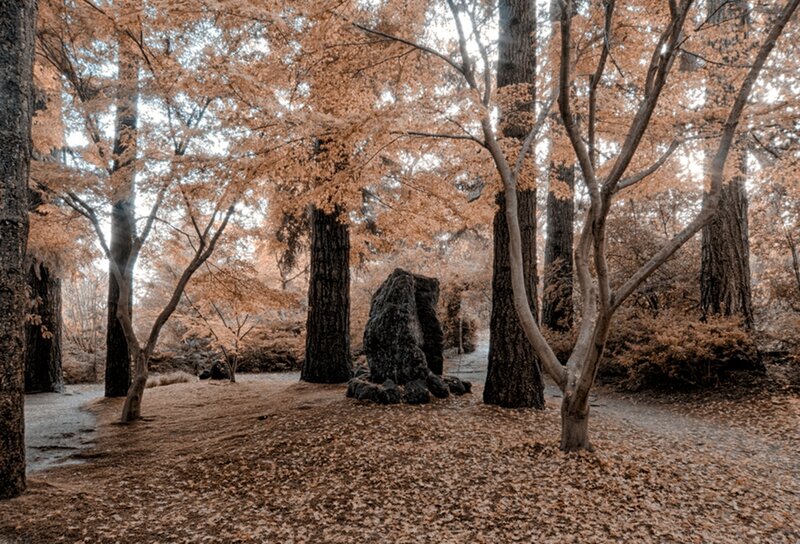 Autumn Forest with Rocks — Brown