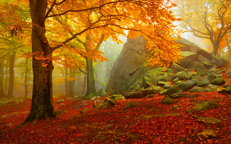 Autumn Forest with Rocks — Orange, Serene