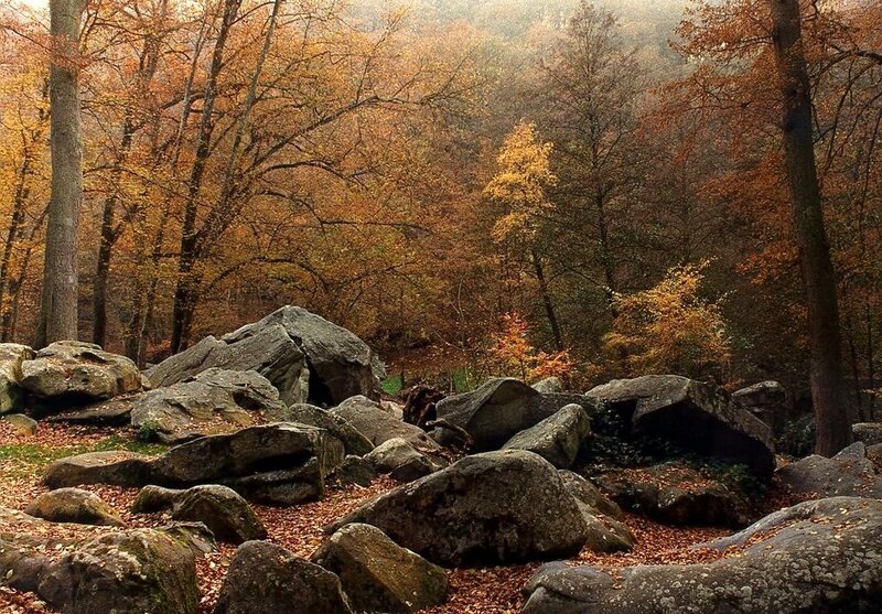 Autumn Forest with Rocks — Orange