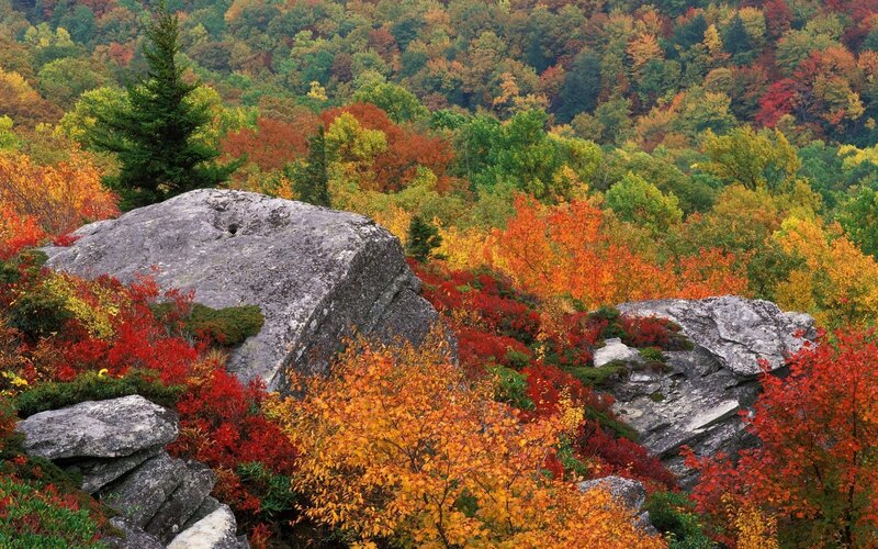 Autumn Forest with Rocks — Red, Serene, Photograph