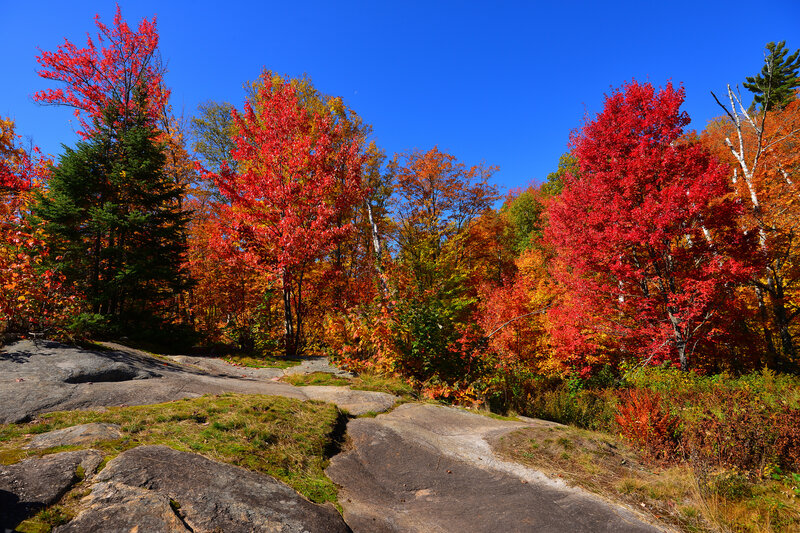 Autumn Forest with Rocks — Red, Serene, Photograph, Trees