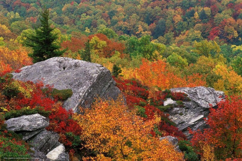 Autumn Forest with Rocks — Red, Serene