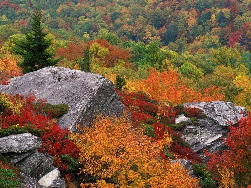 Autumn Forest with Rocks — Red