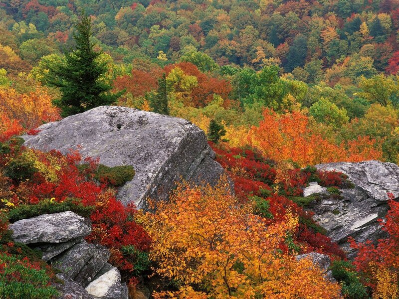 Autumn forest with rocks