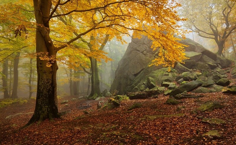 Autumn Forest with Rocks — Yellow, Serene, Photograph