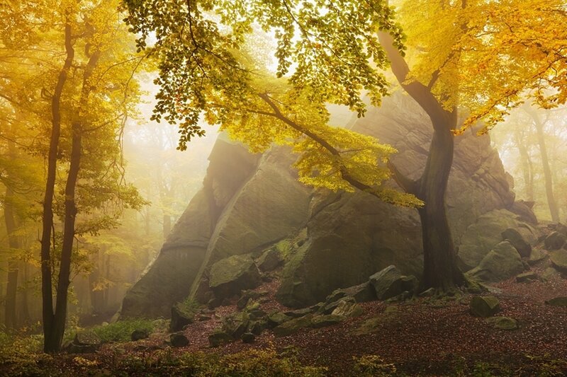 Autumn Forest with Rocks — Yellow, Serene