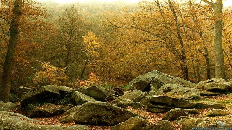 Autumn Forest with Rocks — Yellow