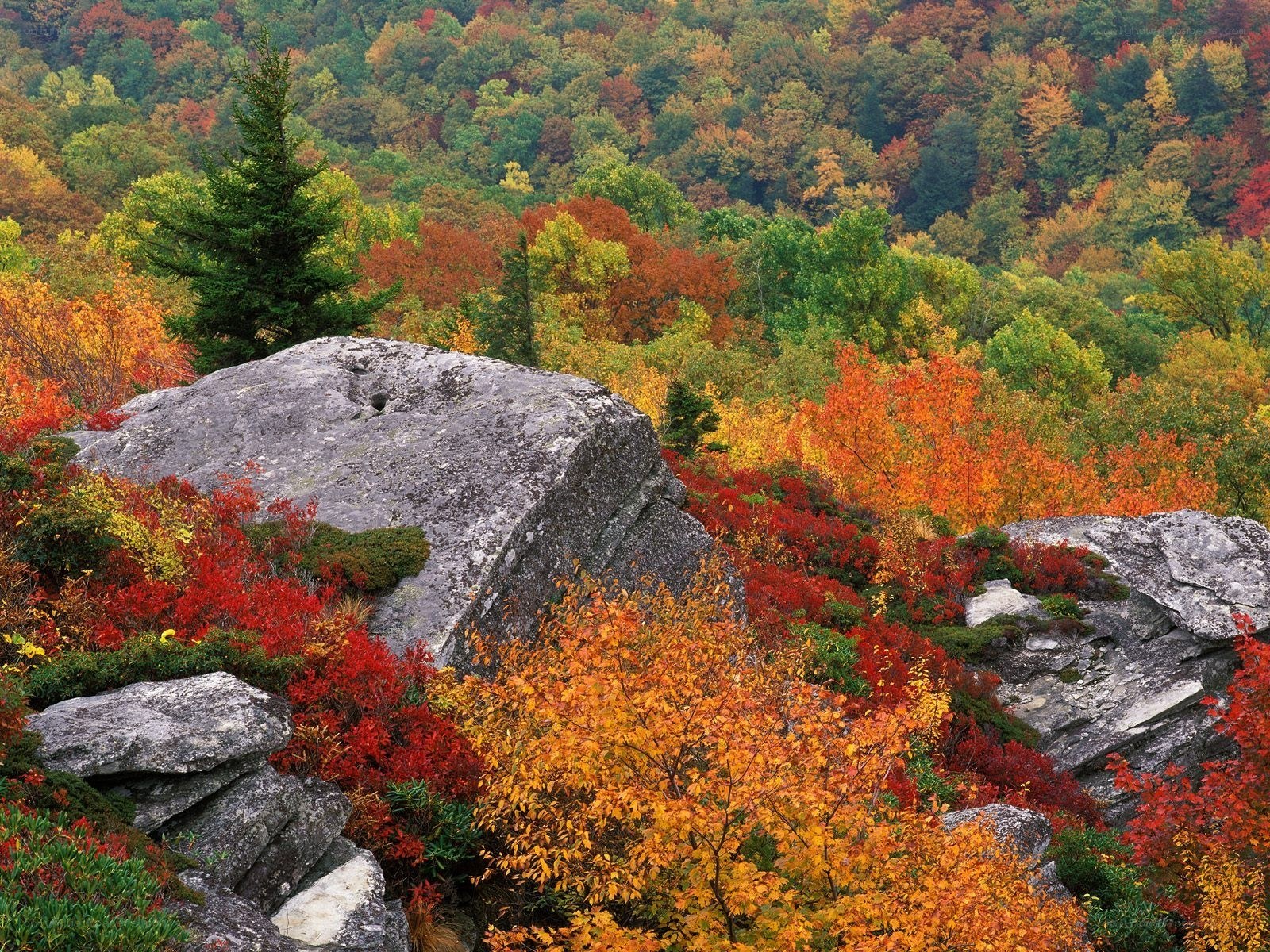 Autumn forest with rocks