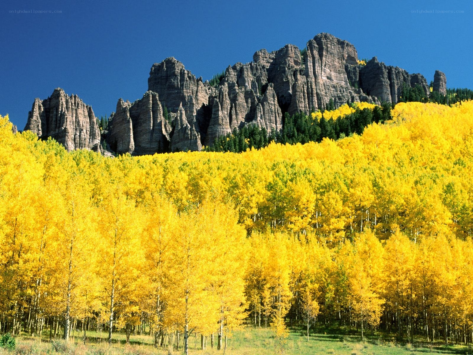 Autumn forest with rocky mountains