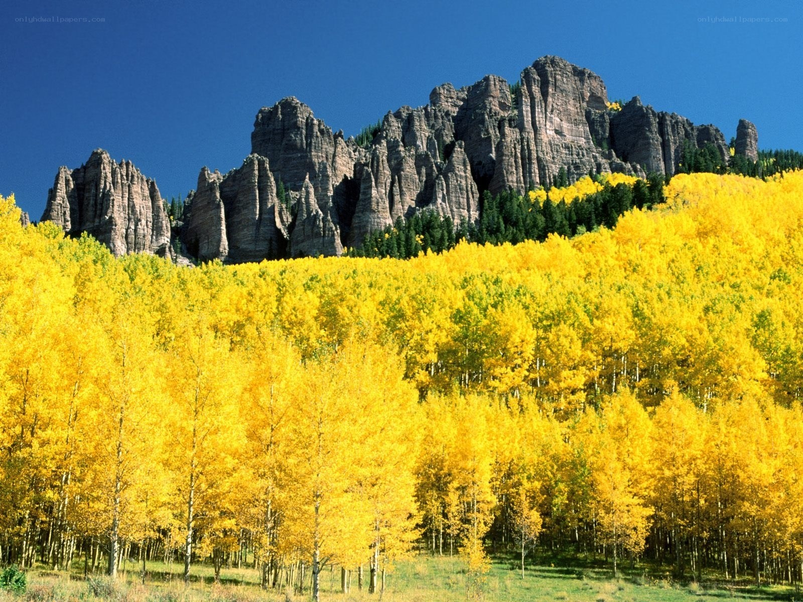 Autumn forest with rocky mountains