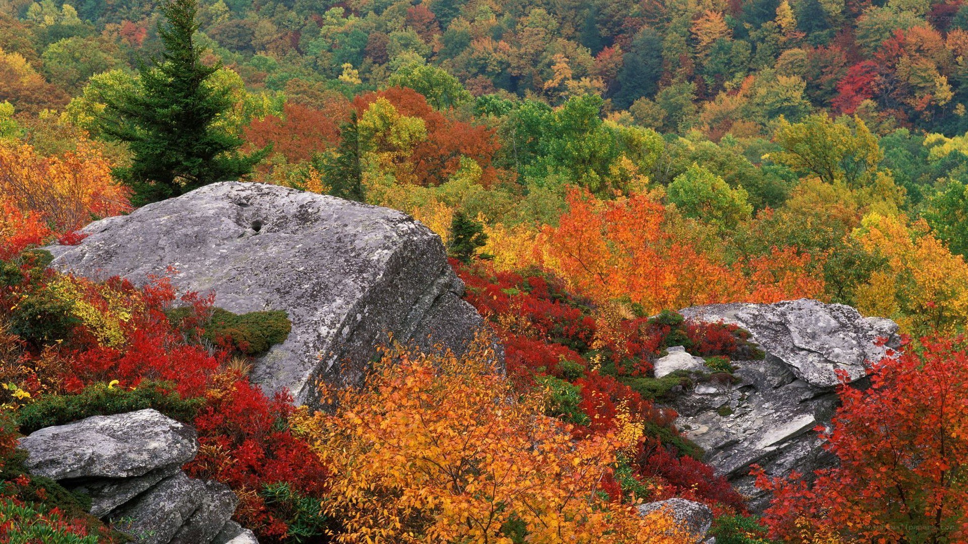 Autumn forest with rocky outcrop