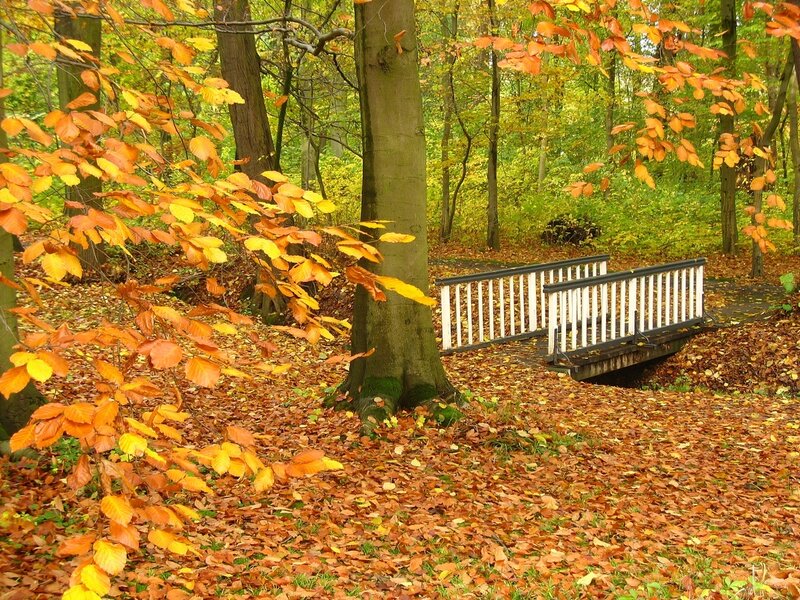 Autumn forest with small bridge