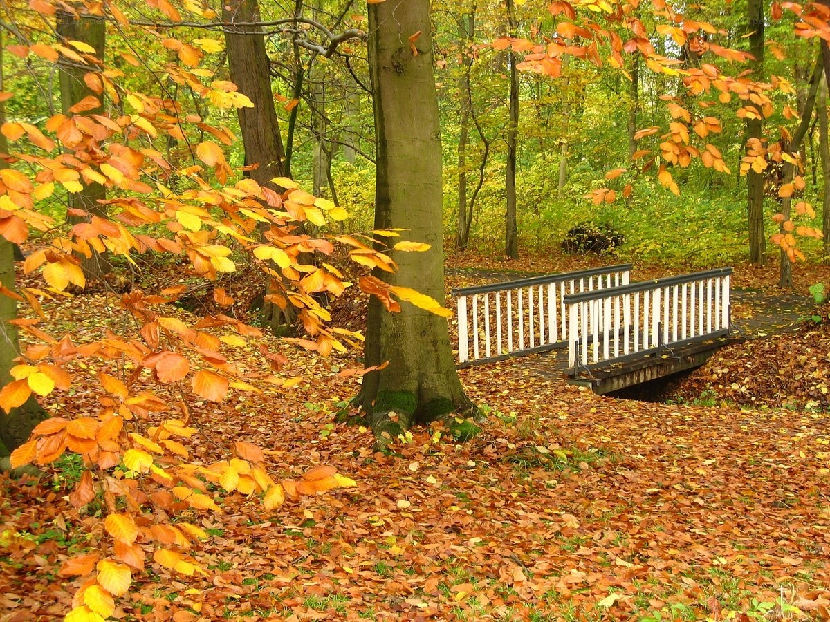 Autumn forest with small bridge