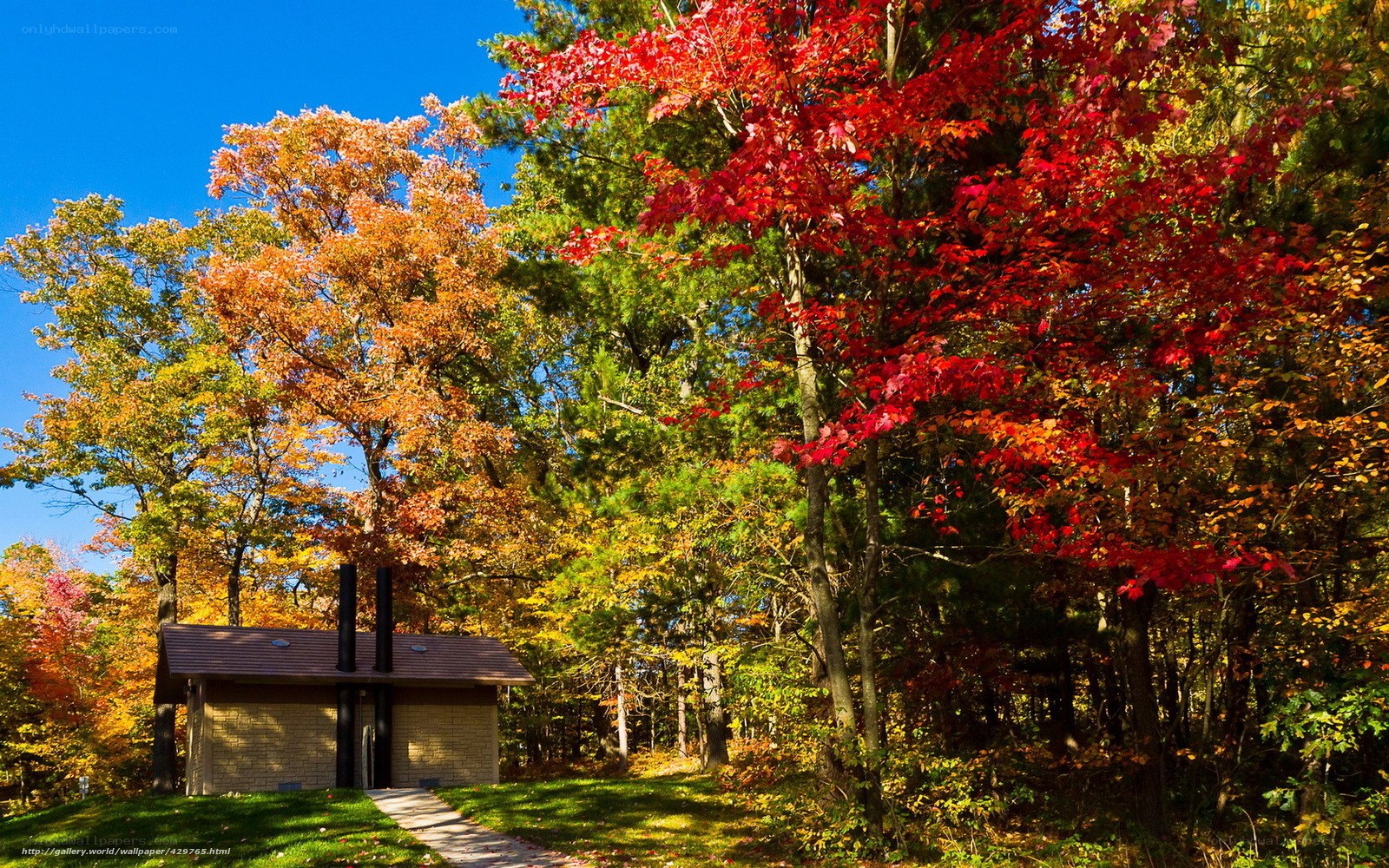 Autumn forest with small cabin