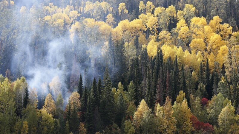 Autumn Forest with Smoke