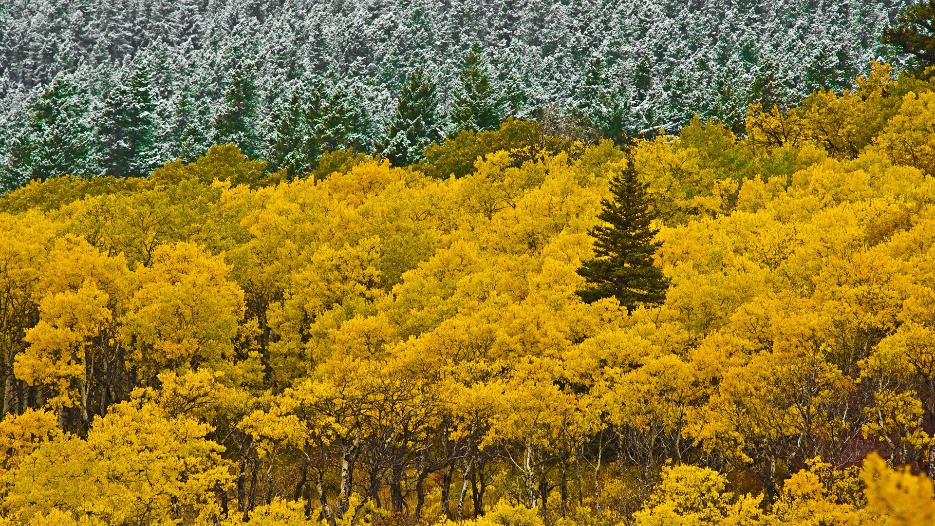 Autumn forest with snow