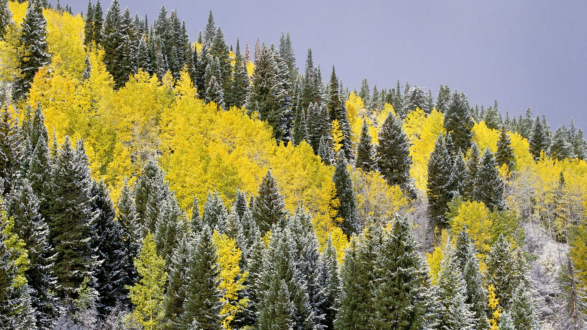 Autumn forest with snow