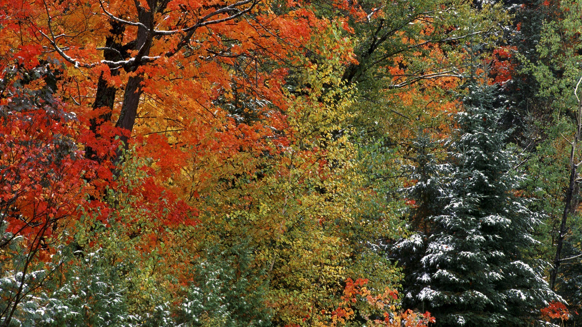 Autumn forest with snow