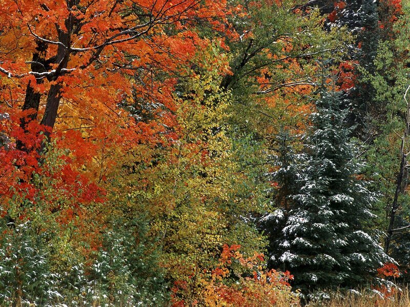Autumn forest with snow