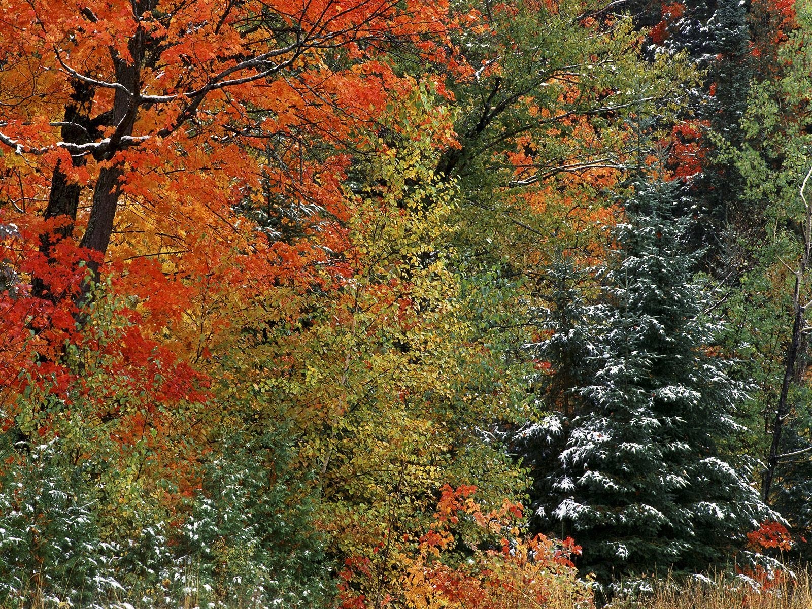 Autumn forest with snow