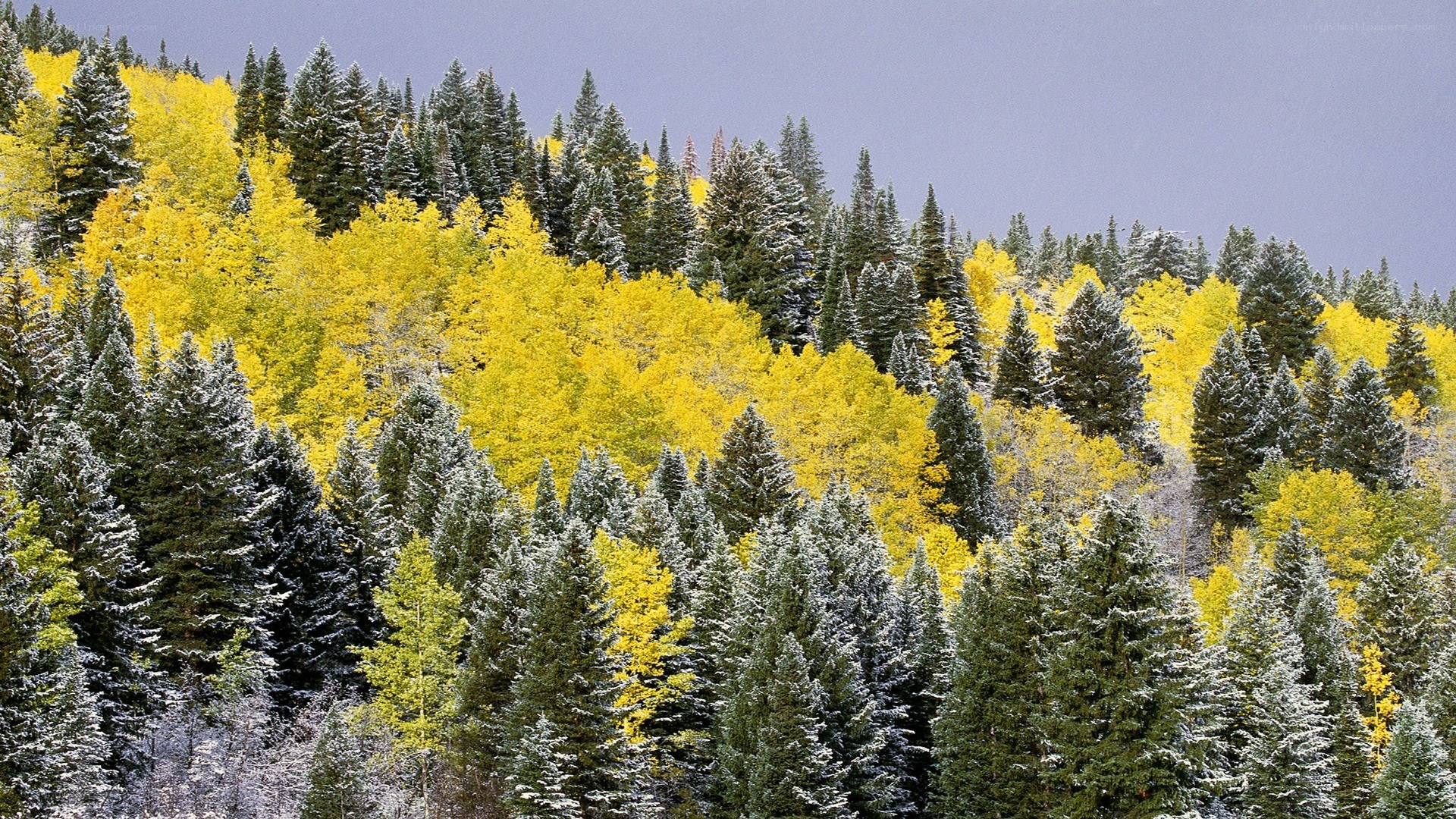 Autumn forest with snow