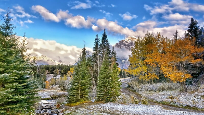 Autumn Forest with Snow — Blue, Serene