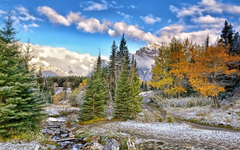 Autumn Forest with Snow — Blue